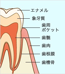 歯がぐらぐらする。どうしたら良いか？